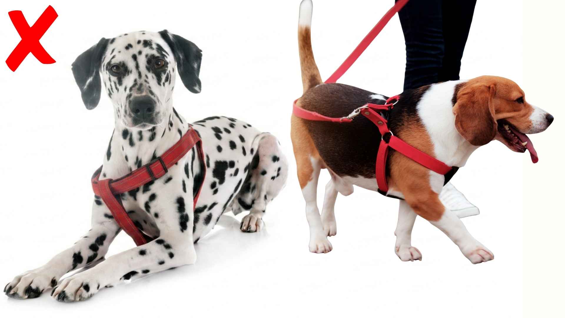 talla incorrecta arnes perro